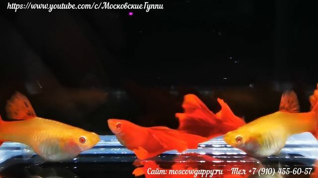 GUPPY FULL RED ALBINO - ГУППИ ПОЛНЫЙ КРАСНЫЙ АЛЬБИНОС смотреть онлайн