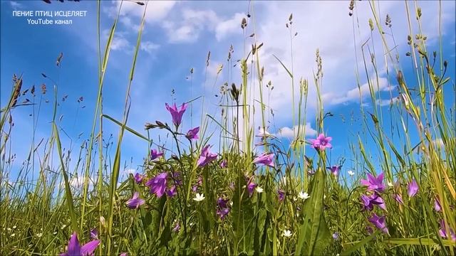 ЗВУКИ ДЕРЕВНИ ПОМОГАЮТ РАССЛАБИТЬСЯ,СНЯТЬ НЕРВНОЕ НАПРЯЖЕНИЕ,УСПОКОИТСЯ.КРЕПКИЕ НЕРВЫ-СПОКОЙНЫЙ СОН смотреть онлайн