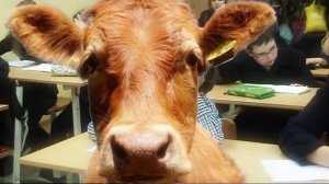 Кулакова дай списать