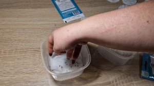 Как сажать лаванду. Стратификация лаванды.