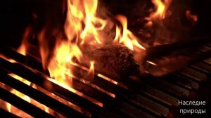 Мадагаскар — уникальное место на планете.