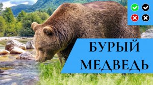 БУРЫЙ МЕДВЕДЬ – интересные факты