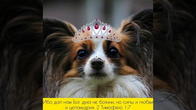 Учите стихи из Библии вместе с пушистиками ???#библиядлядетей#мультик#дети#развивающиймультик#Бог