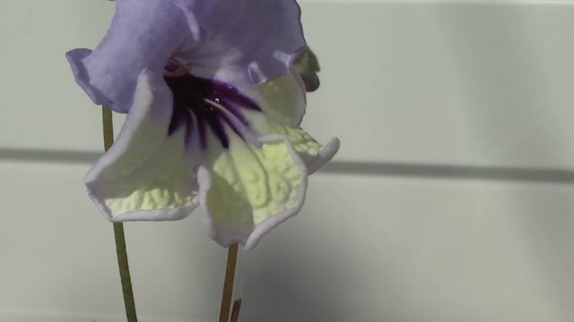 Стрептокарпус DS-1481 смотреть онлайн