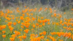 Лучшие композиции Сергея Грищука! Восхитительная мелодия нежной любви! Музыка Для Души...