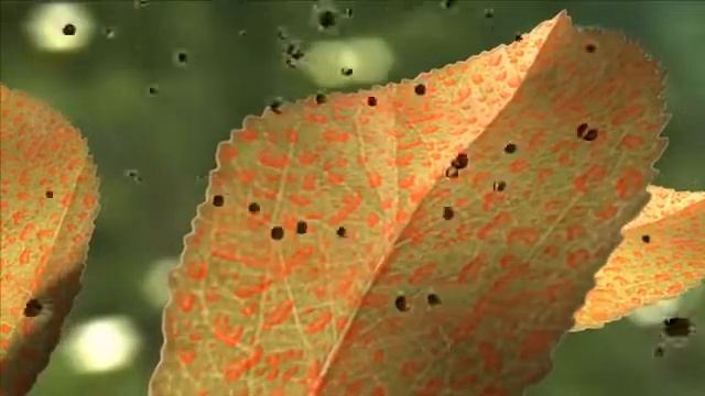 Nordox 75WG Broad Spectrum Fungicide смотреть онлайн