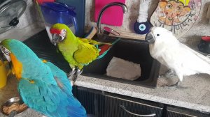 Тусовка на кухне!) Попугаи Ара, какаду, Гиацинтовый Ара и все обожают быть на кухне!)