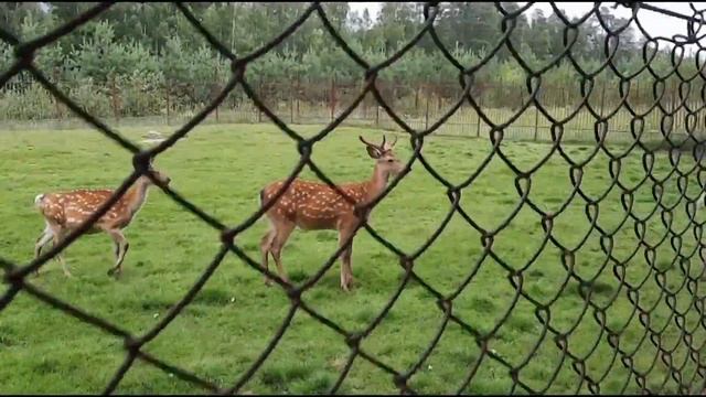 Зообаза "Мечта" в Мамонтово смотреть онлайн
