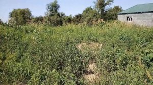 ДЖАРЬ(поле арбузов в Макове)