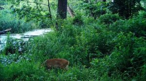 Заповедный водопой: июль. Воронежский заповедник