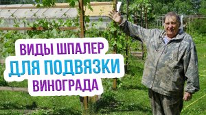 Шпалера для винограда своими руками. Правильная подвязка винограда к шпалере