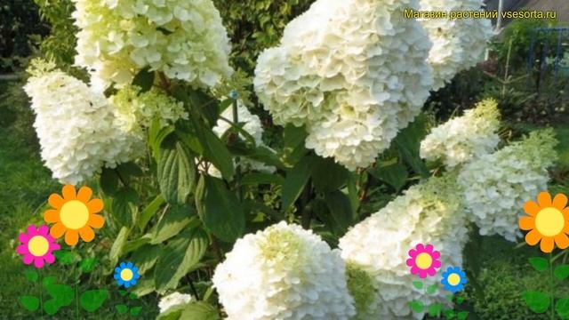 Гортензия метельчатая. Краткий обзор, описание характеристик hydrangea paniculata magical moonlight