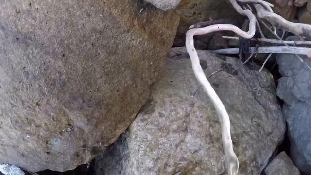 Коряга в аквариум смотреть онлайн