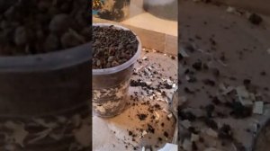 Посадка косточек черешни