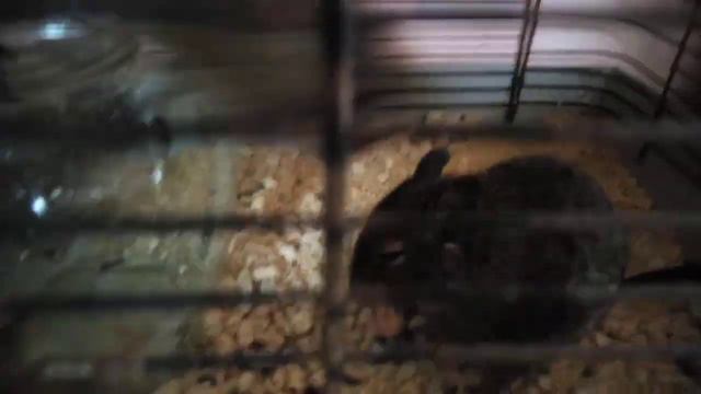 дегу смотреть онлайн