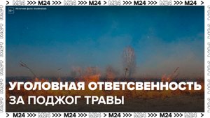 В РФ могут ввести уголовную ответственность за поджог травы - Москва 24