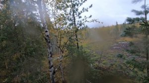 Привада на медведя. Добыл медведя.Разгрыз фотоловушку.