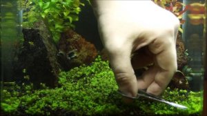 #Креветочник_DennerleNano_20L Обслуживание. Чистка. Сифонка. Стрижка.