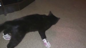 Кот в сапогах