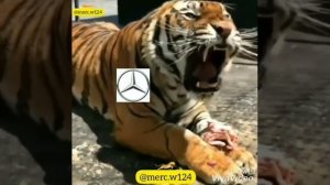 Мерседес и Бмв прикол 2020