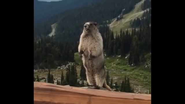 Суслик кричит смотреть онлайн