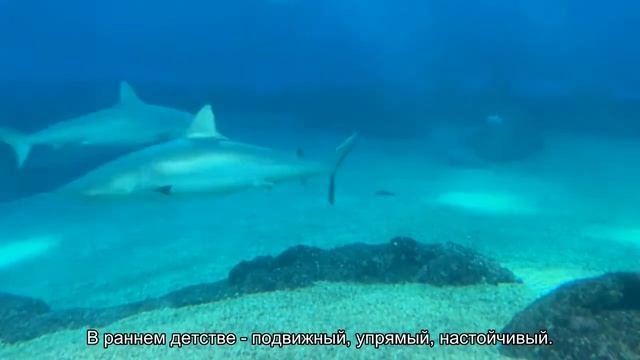 Значение имени Тельман. Толкование, судьба, характер