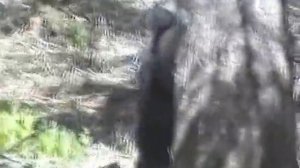 медведь."дикие звери Уссурийской тайги"