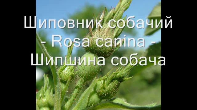 Деревья и кустарниковые (покрытосеменные) смотреть онлайн