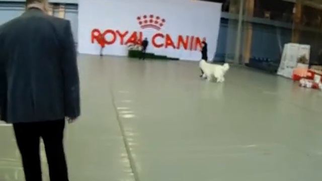 Мартовский пёс 2018. выставка собак Пермь