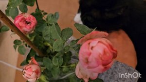 Unboxing the exclusive roses: Unforgettable rose and Mansfield Park rose from 2023