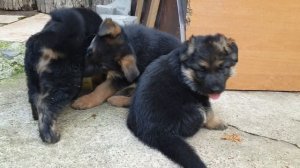 Самые МИЛЫЕ ЩЕНКИ  Немецкой овчарки 1 мес.