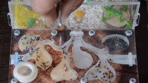 Муравьи спустя 2 месяца\ Первый солдат\ Муравьиная ферма\ Муравьи жнецы\ Корм для муравьев Гаммарус