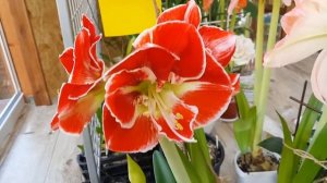 Hippeastrum  SAMBA