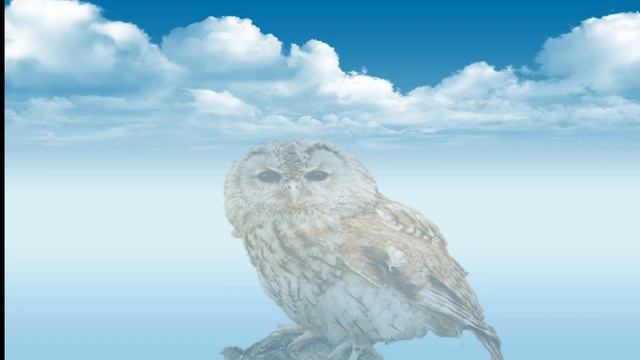 Презентация "Хищные птицы" смотреть онлайн