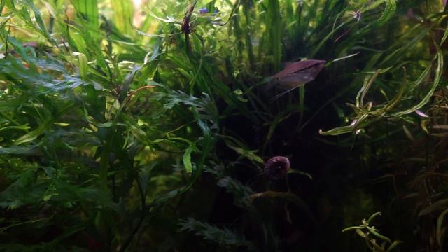 Aквариум друга Володи 2017 смотреть онлайн