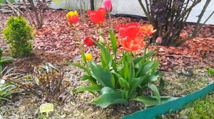 Цветут тюльпаны; ботанические тюльпаны Эстерн Стар