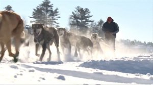 Собачьи упряжки