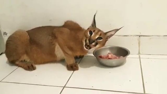 Каракал Цыля приехала в новый дом , рад что быстро адаптировалась,будь послушной. смотреть онлайн