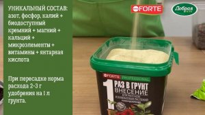 Пересадка фикуса Бенджамина - быстро и просто. Как посадить фикус в домашних условиях