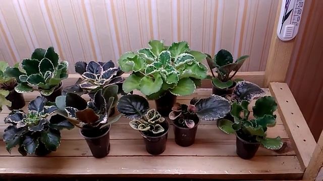 Правила ухода за пестролистными фиалками! смотреть онлайн