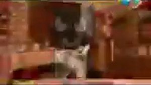 Рыжий кот и Й Вырезанный фрагмент (09.05.2016)