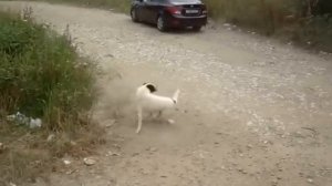 Собака бегает за своим хвостом