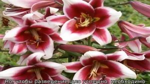 Лилия Фризо