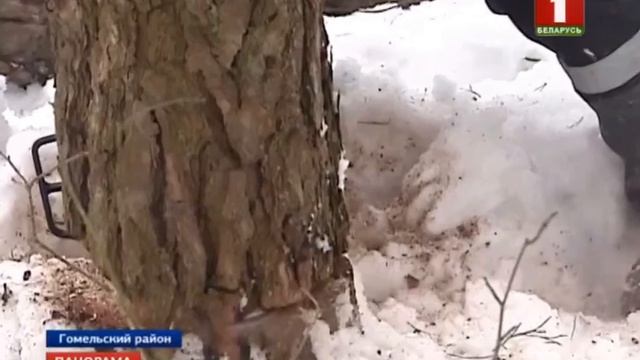 Жук-короед атаковал белорусские леса. Панорама смотреть онлайн