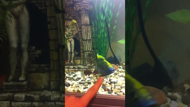 Золотой леопард в ярости смотреть онлайн