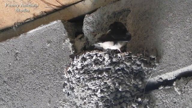 Деревенские ласточки - Часть 5 - Трёхнедельные птенцы смотреть онлайн