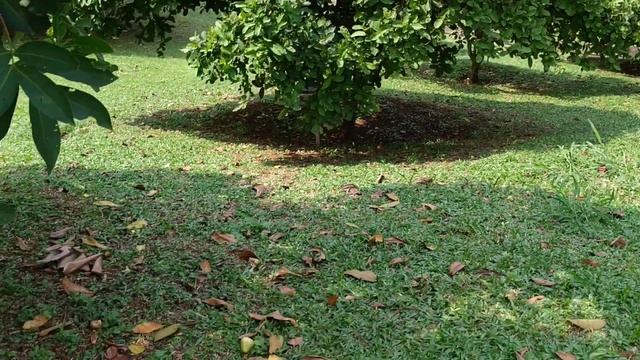 Huge Syzygium collection at Putrajaya botanic garden, Malaysia смотреть онлайн