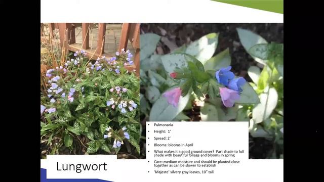 Living Carpets: Ground Covers смотреть онлайн