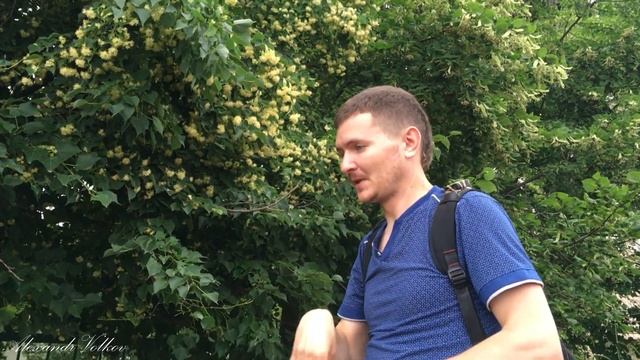 Заготовка липового цвета, сбор липы. 1 - часть смотреть онлайн