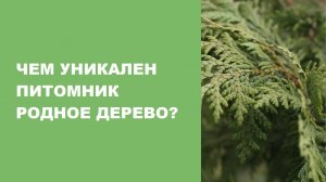 Чем уникален питомник Родное Дерево?
